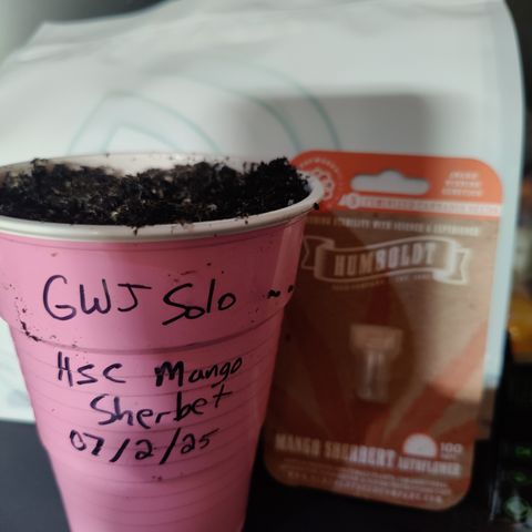Mango Sherbet Auto - GWJ Solo growlog photo