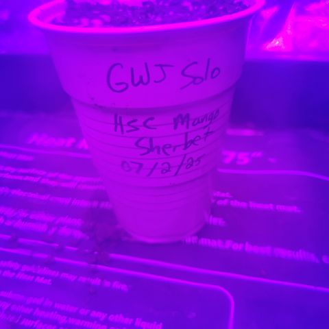 Mango Sherbet Auto - GWJ Solo growlog photo