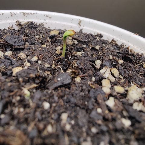 Mango Sherbet Auto - GWJ Solo growlog photo