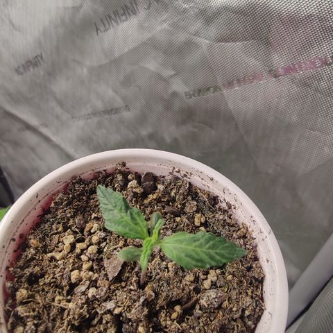 Mango Sherbet Auto - GWJ Solo growlog photo