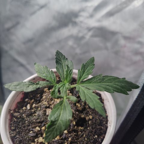 Mango Sherbet Auto - GWJ Solo growlog timeline photo