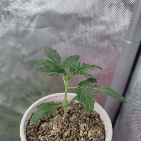 Mango Sherbet Auto - GWJ Solo growlog in Veg Tent