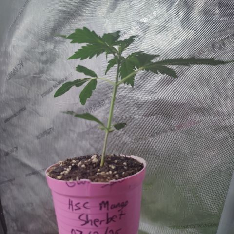 Mango Sherbet Auto - GWJ Solo growlog timeline photo