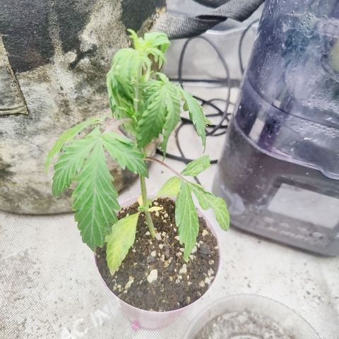 Mango Sherbet Auto - GWJ Solo growlog timeline photo