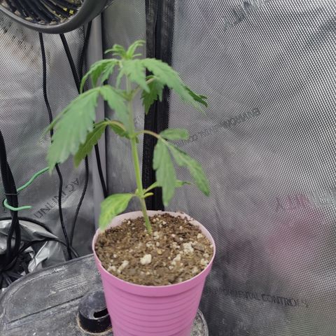 Mango Sherbet Auto - GWJ Solo growlog timeline photo