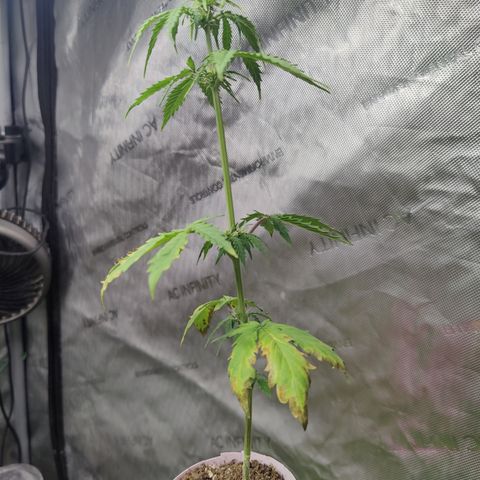 Mango Sherbet Auto - GWJ Solo growlog timeline photo