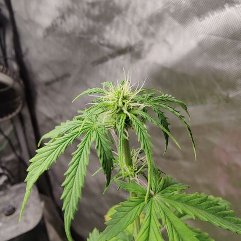 Mango Sherbet Auto - GWJ Solo growlog timeline photo