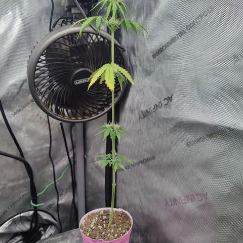 Mango Sherbet Auto - GWJ Solo growlog timeline photo