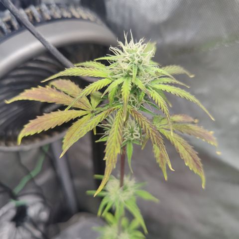 Mango Sherbet Auto - GWJ Solo growlog timeline photo