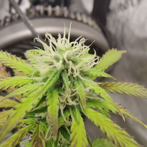 Mango Sherbet Auto - GWJ Solo growlog timeline photo
