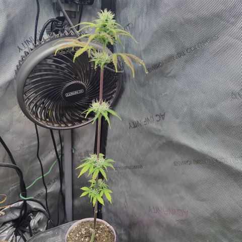 Mango Sherbet Auto - GWJ Solo growlog timeline photo