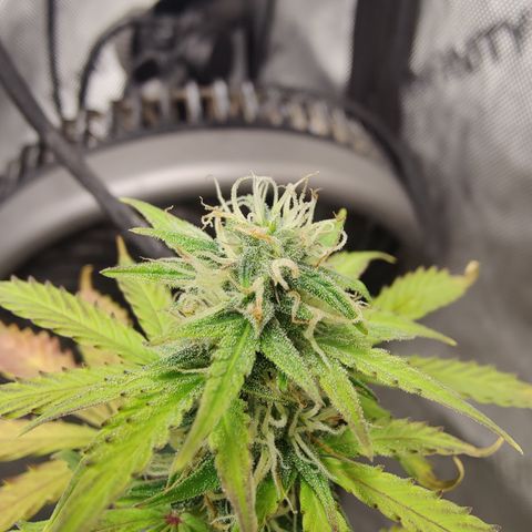 Mango Sherbet Auto - GWJ Solo growlog timeline photo