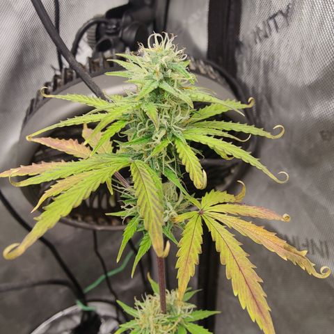 Mango Sherbet Auto - GWJ Solo growlog timeline photo