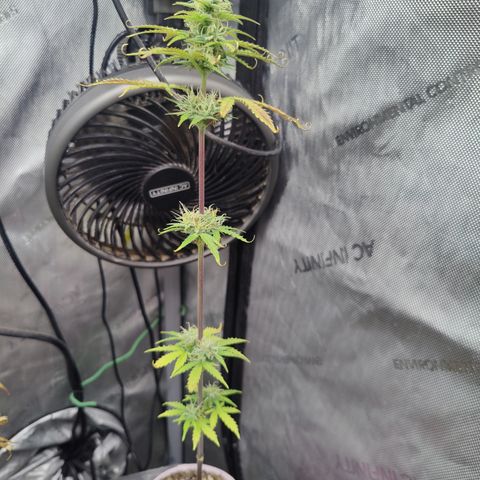 Mango Sherbet Auto - GWJ Solo growlog timeline photo