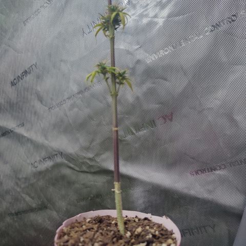 Mango Sherbet Auto - GWJ Solo growlog timeline photo