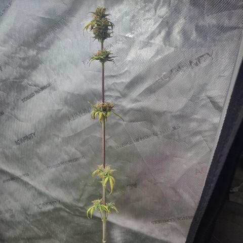 Mango Sherbet Auto - GWJ Solo growlog timeline photo