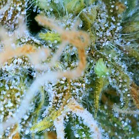 Mango Sherbet Auto - GWJ Solo growlog timeline photo