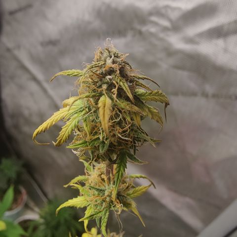 Mango Sherbet Auto - GWJ Solo growlog timeline photo