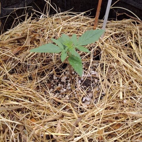 AF01 growlog timeline photo