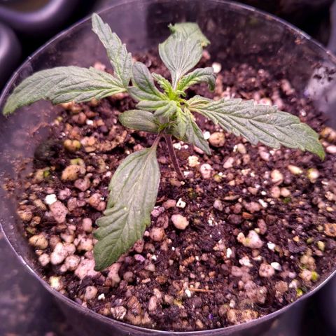 AF02 growlog photo: Foi realizado troca da planta pois aparentemente ela está com deformidade genética ou sofreu algum estresse que travou seu desenvolvimento. Troquei pela quarta e última semente que estava estacionada em seu crescimento na célula de germinação