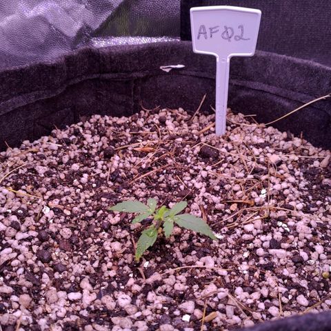 AF02 growlog photo: Foi realizado troca da planta pois aparentemente ela está com deformidade genética ou sofreu algum estresse que travou seu desenvolvimento. Troquei pela quarta e última semente que estava estacionada em seu crescimento na célula de germinação
