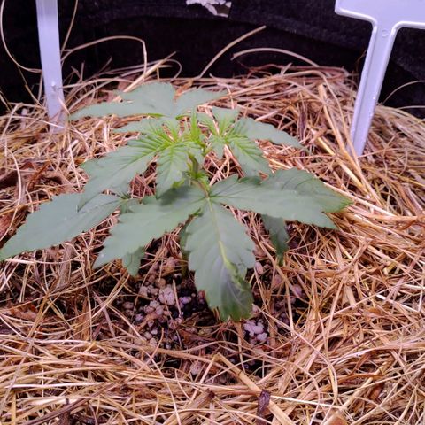 AF01 growlog timeline photo