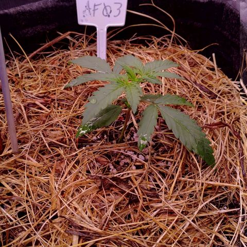 AF03 growlog timeline photo