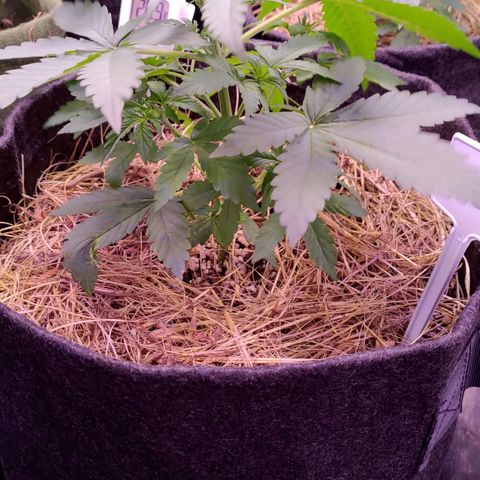AF01 growlog timeline photo