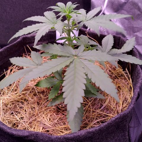 AF03 growlog timeline photo