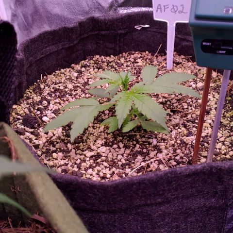 AF02 growlog timeline photo