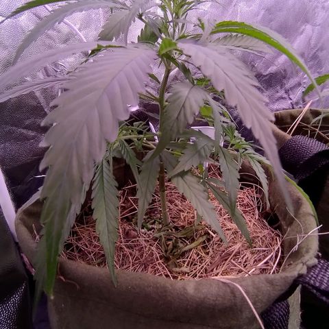 AF01 growlog timeline photo