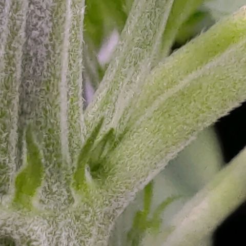 AF01 growlog timeline photo