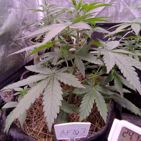 AF03 growlog timeline photo