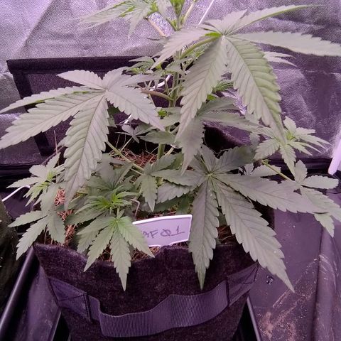 AF01 growlog timeline photo