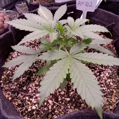 AF02 growlog timeline photo