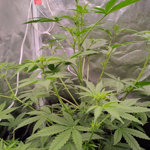 AF01 growlog timeline photo