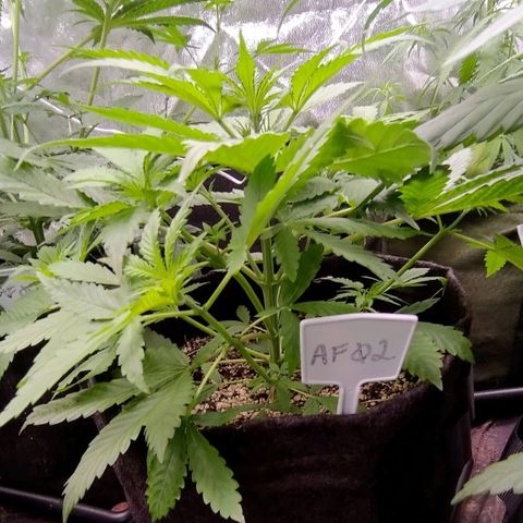 AF02 growlog timeline photo