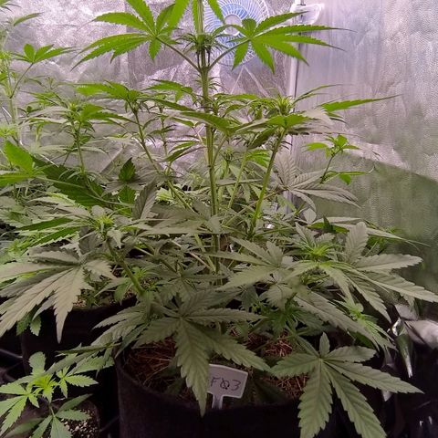 AF03 growlog timeline photo