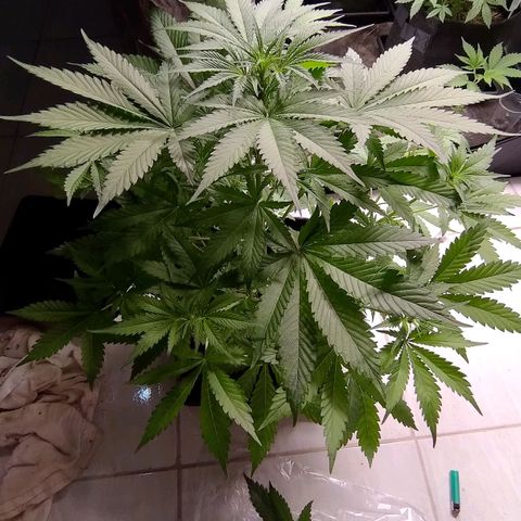 AF02 growlog timeline photo