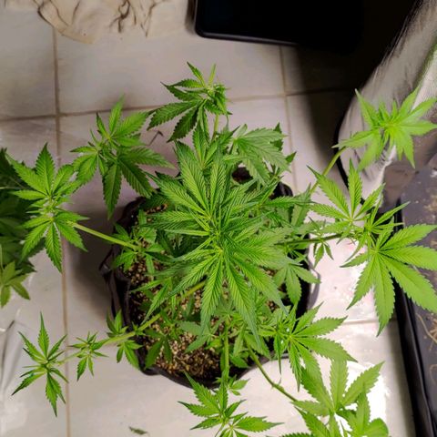 AF02 growlog photo: Após desfiliação