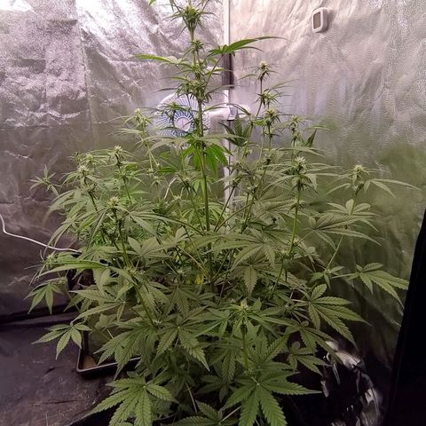 AF01 growlog timeline photo