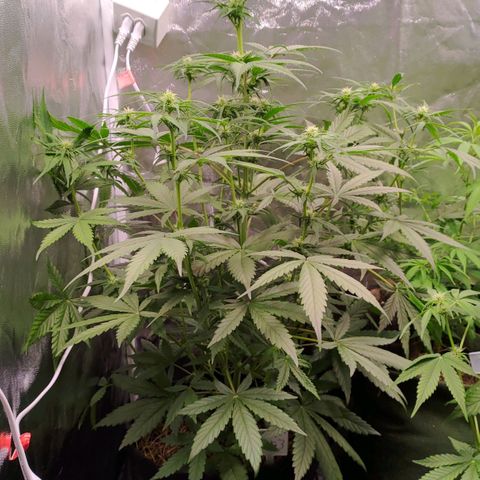 AF03 growlog timeline photo