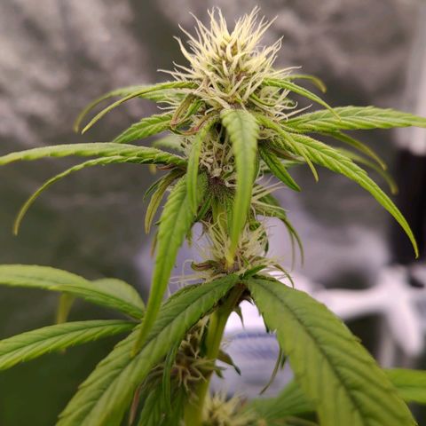 AF01 growlog timeline photo