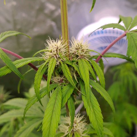 AF01 growlog timeline photo