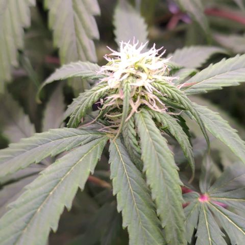 AF03 growlog timeline photo