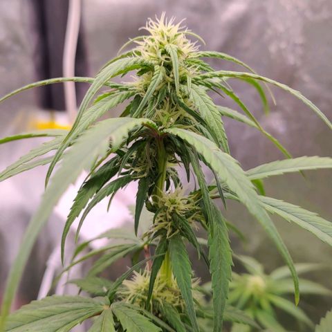 AF03 growlog timeline photo