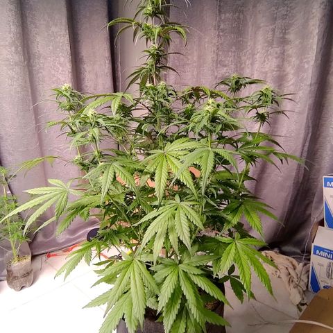 AF03 growlog timeline photo