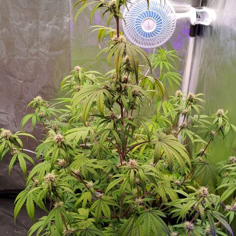 AF01 growlog timeline photo