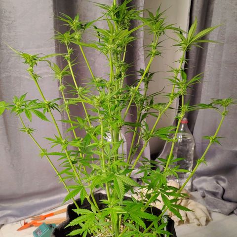 AF02 growlog timeline photo