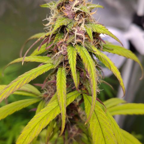 AF01 growlog timeline photo